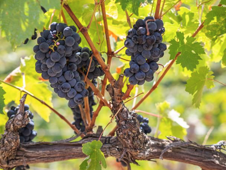 Dão, na região central de Portugal, é considerada a "Borgonha Portuguesa", por seus vinhos de alta qualidade