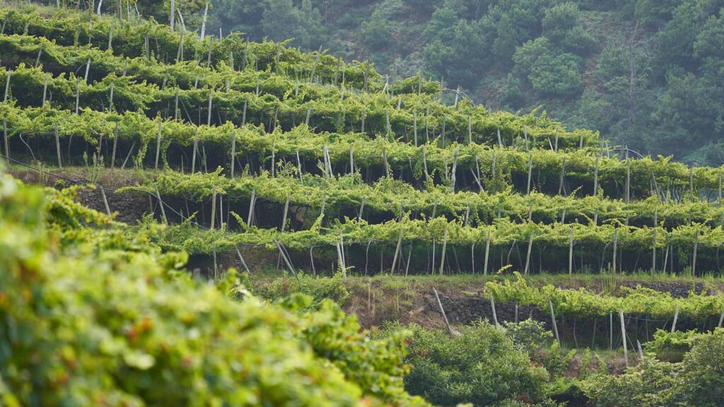 A Ilha da Madeira tem uma história rica na produção de vinhos licorosos, famosos no mundo todo