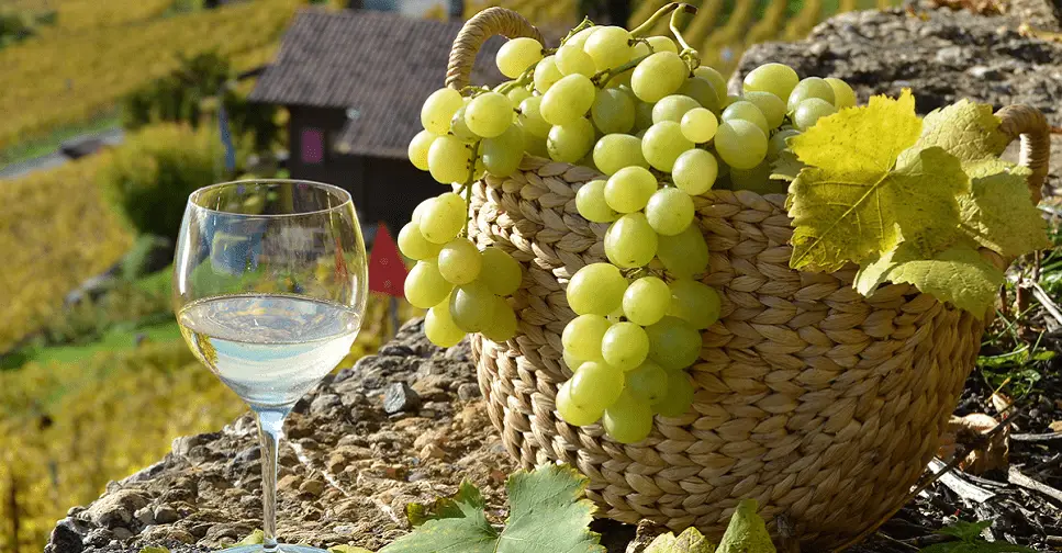A vitivinicultura de La Rioja é mais que uma atividade econônima para essa região da Argentina. Festas, tradições e celebrações giram em torno da colheita e da produção do vinho, que é excelente