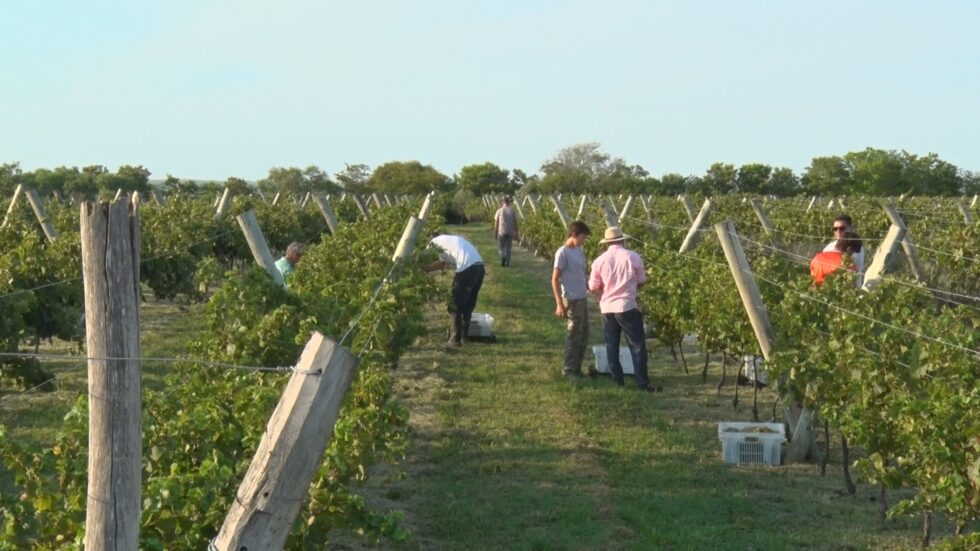 Conheça as pequenas vinícolas familiares que predominam na região produzindo com técnicas sustentáveis e métodos artesanais