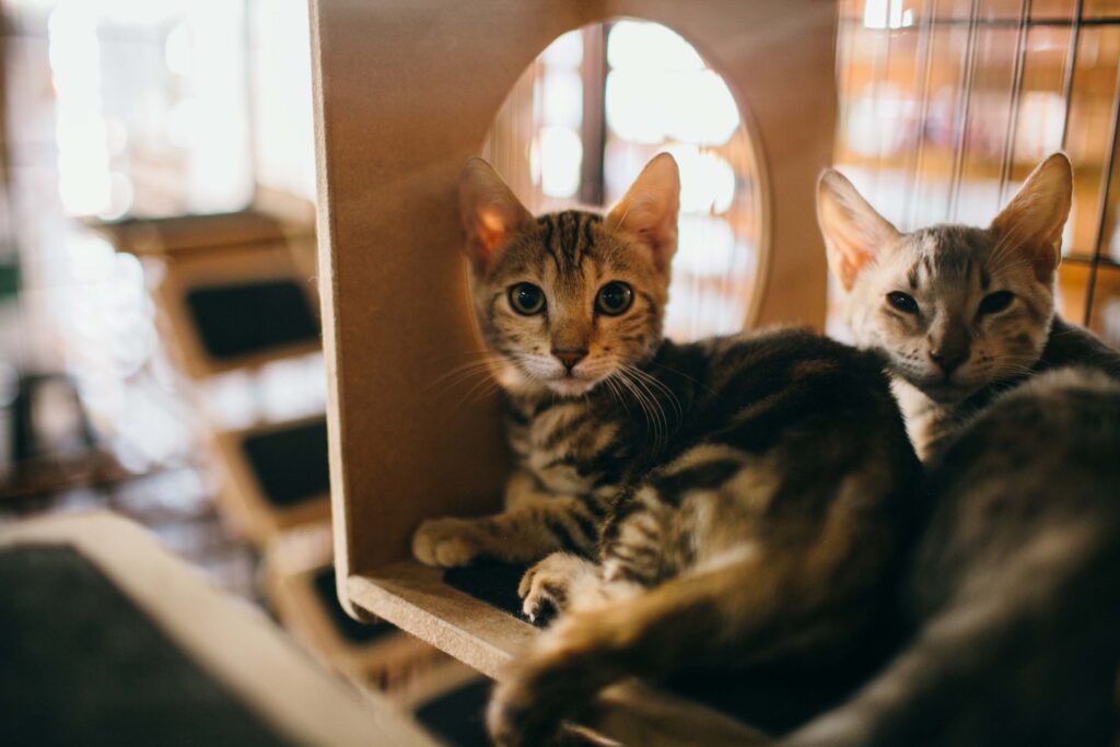 A ExpoLondrina está garantindo a ocupação de grande parte da rede hoteleira da cidade, durante o evento, de 10 a 19 de abril. O mercado pet também vai estar presente no evento