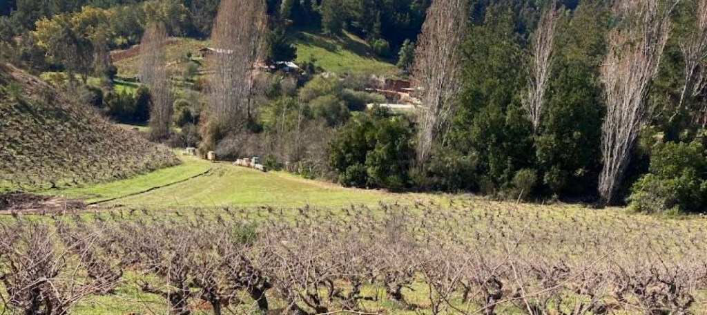 Conheça o Vale do Bío-Bío, no Chile, e seus vinhos de clima frio, que são muito aclamados internacionalmente