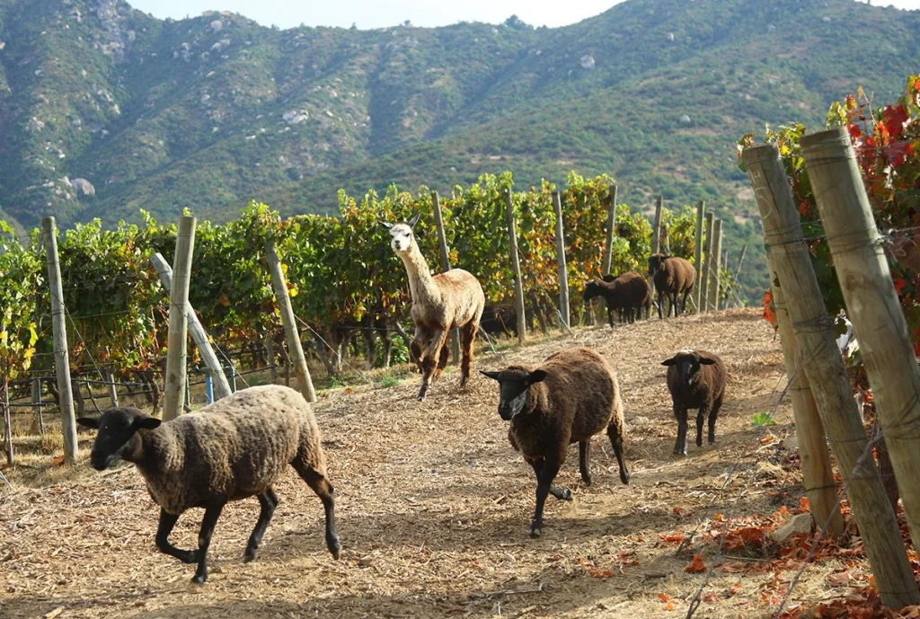 O Vale do Colchagua, no Chile, é uma das regiões mais importantes da vitivinicultra do país, com vinhos encorpados de renome internacional