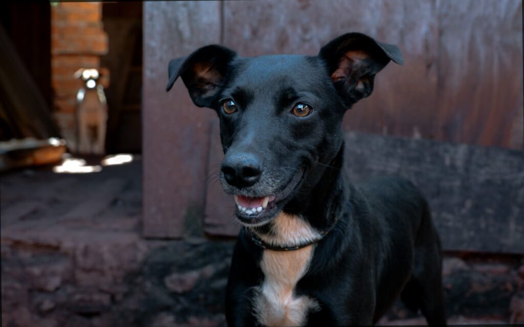 Cãominhada acontece neste sábado (17), no Londrina Norte Shopping, com homenagem póstuma a cães já falecidos e adoção de pets de protetor independente falecido