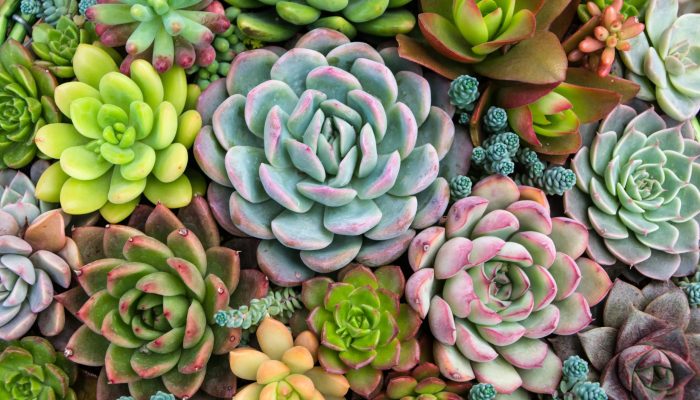 Rectangular arrangement of succulents; cactus succulents in a planter