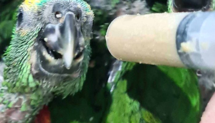 O Centro de Triagem de Animais Silvestres (CETAS) Campos Gerais, instituição parceira do Instituto Água e Terra (IAT) no atendimento a animais silvestres, abriga mais de 50 psitacídeos (papagaio-verdadeiro e periquito-rico) apreendidos durante uma fiscalização na BR-373, em Ponta Grossa, nos Campos Gerais. -  Curitiba, 30/11/2021 - Foto: Instituto Klimionte