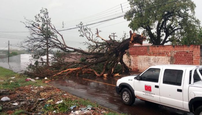 Arvores-caidas-temporal-chuva-Defesa-Civil-1