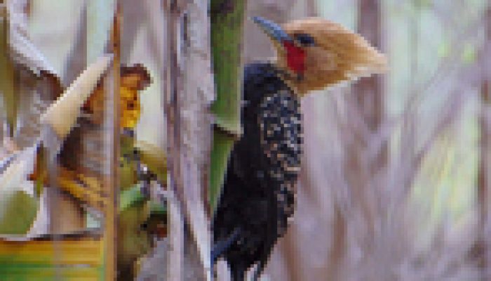 Aves Foto UENP