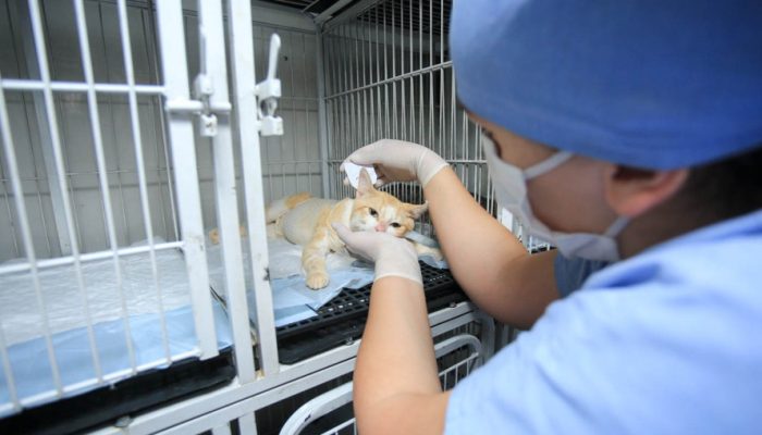 Projeto recebe recursos estaduais para esterilização de animais em ilhas no Paraná  -  Curitiba, 20/05/2021  -  Foto: SEDEST