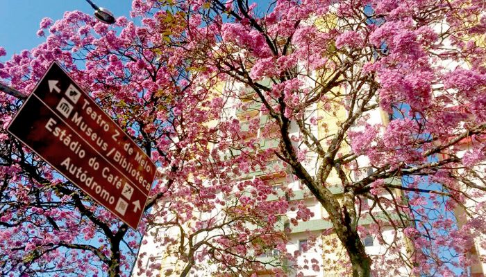 Dia-da-Arvore-Ipes-flores-Emerson-Dias_NCom-2