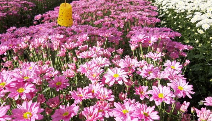 Flores-ACBH