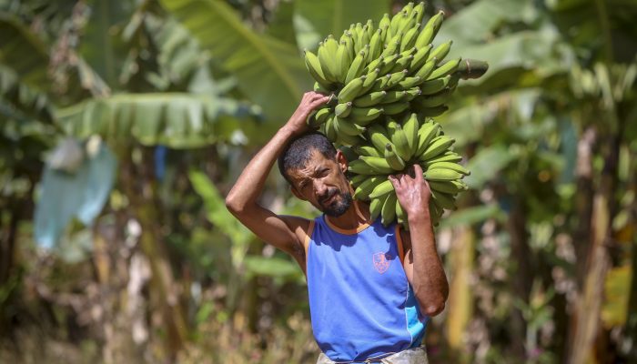 Guaratuba Plantação de banana Foto Gilson Abreu AEN