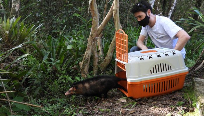 IAT alerta para época reprodutiva dos gambás - Alerta do órgão ambiental se deve ao grande número de ocorrências recebidas de animais vitimados por diversos motivos no mês de setembro. -  Curitiba, 04/10/2021  -  Foto: IAT