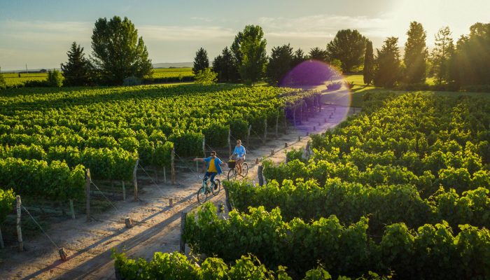 Mendoza - Viñedo - Alto Agrelo