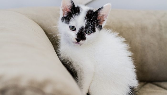 Pet Maio - gatinho Mike