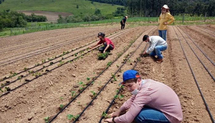 O total de 10 mil pés de morango foram plantados em duas propriedades; uma com modelo convencional e outra pelo sistema orgânico. - Foto: UEL