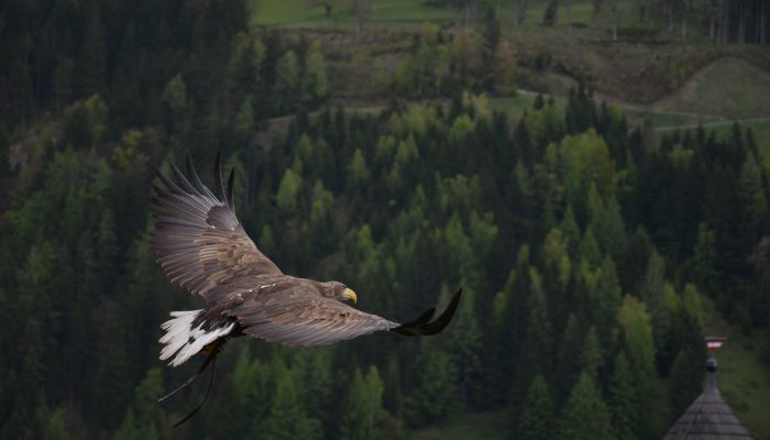 adler-339128_1920