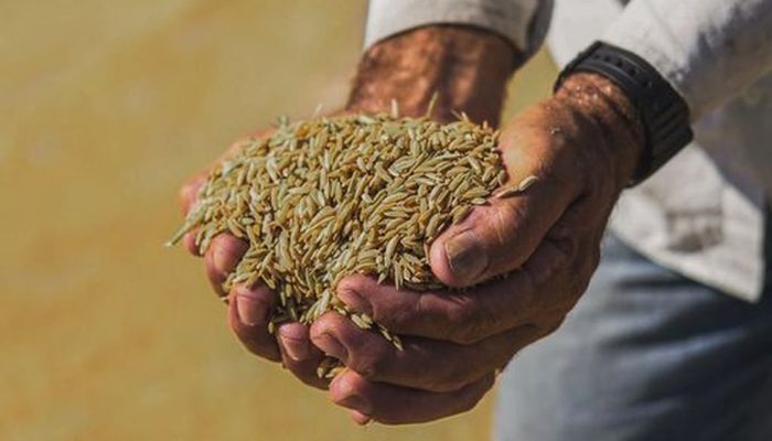 Arroz anã