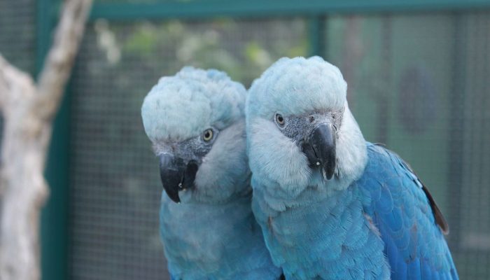 ave_cyanopsitta_spixii_ararinha_azul_foto_camile_ugarini
