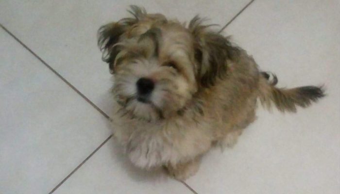 budy