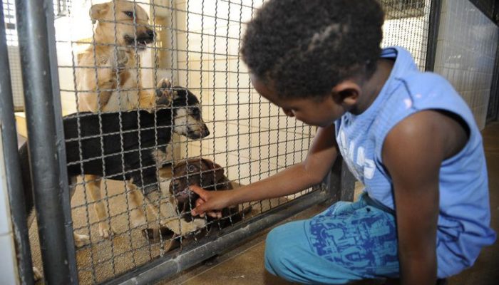 cachorros Foto Fabio Pozzebom Agência Brasil