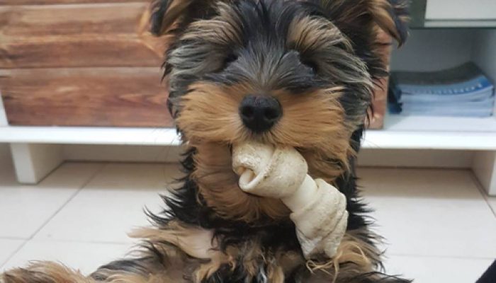 chico