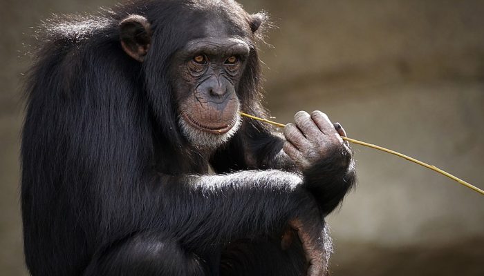 chimpanzee-3703230_960_720