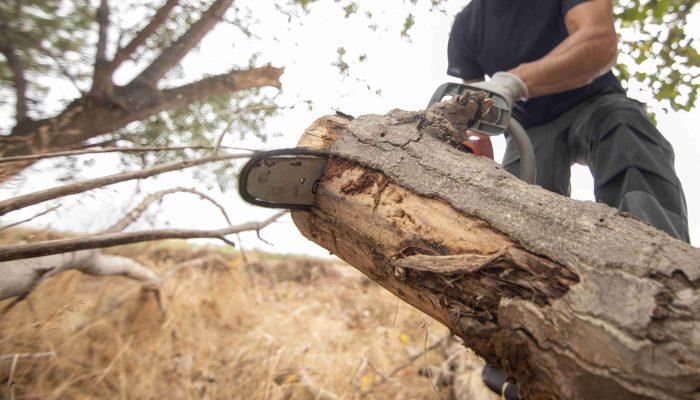 closeup-lumberjack-with-chainsaw-forest (1)