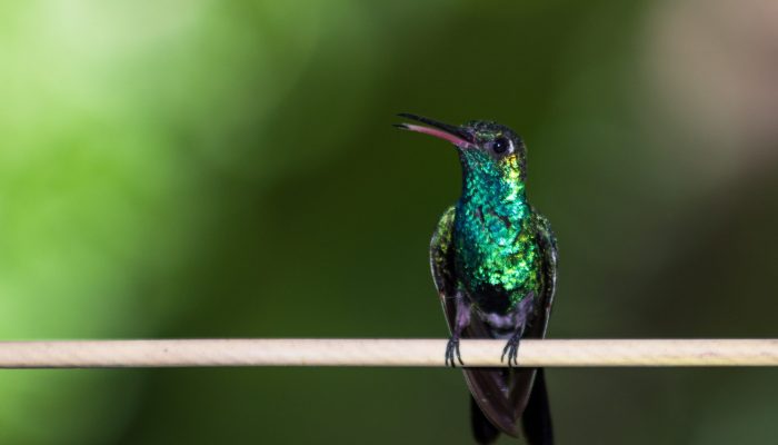 closeup-shot-colibri-sitting-branch-against-green-background