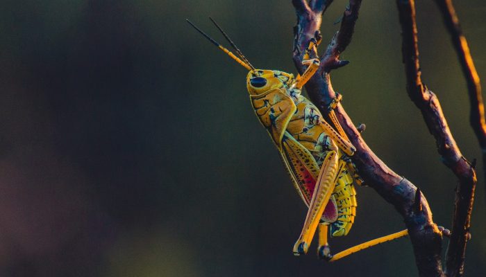 cricket-1031083_1920