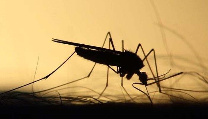 dengue-ILUSTRATIVA-1