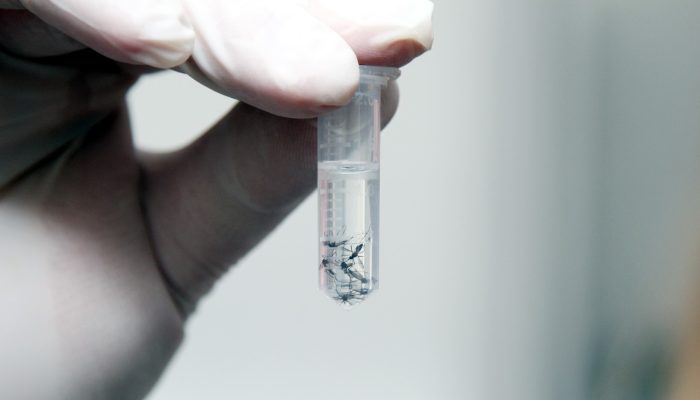 dengue