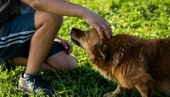 dog-454145_1920