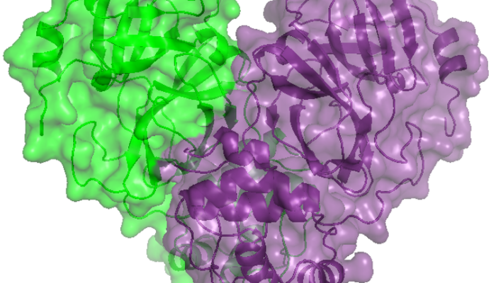 estrutura_da_proteina_3cl_de_sars-cov-2_obtida_no_sirius
