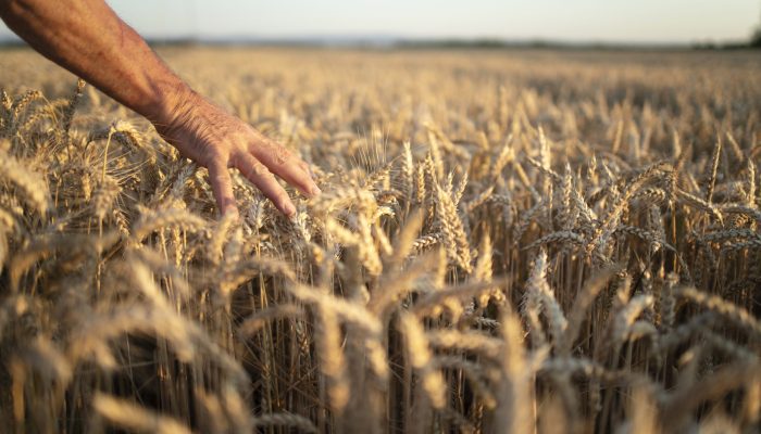 Farmers hands going through crops in wheat field in sunset.