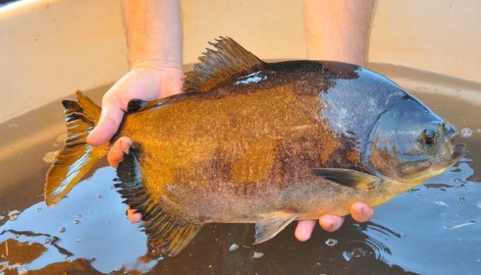 feira-do-peixe-vivo-ARQUIVO-P