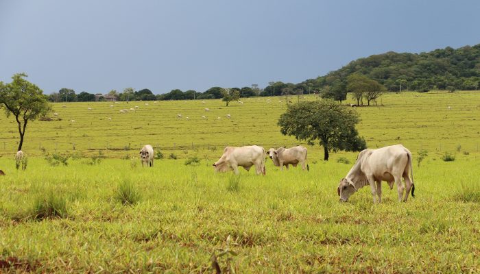 field-2635626_1920