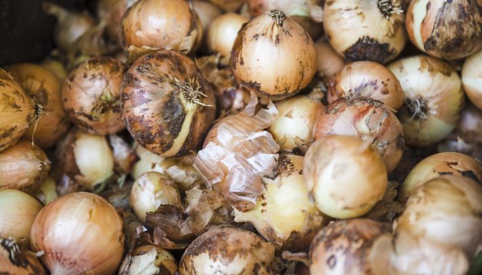 full-frame-short-raw-organic-onion.jpg