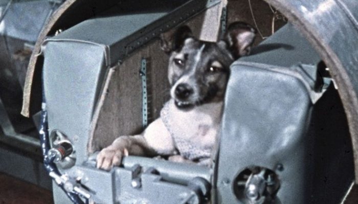 laika