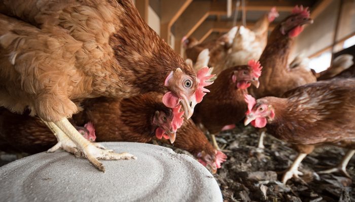 laying-hens-4133960_1920