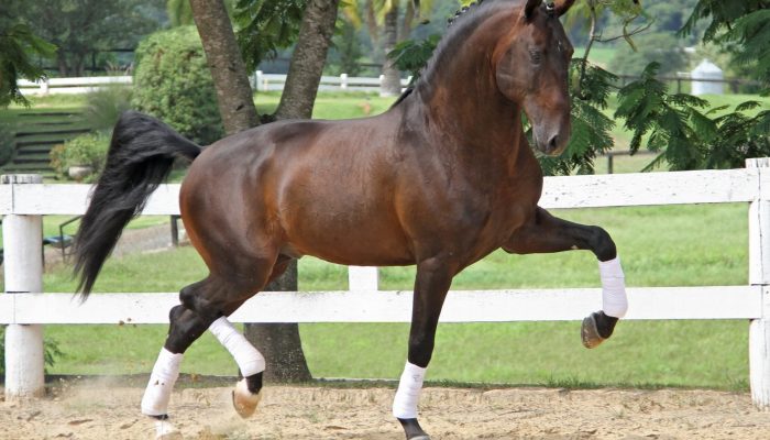 lusitano
