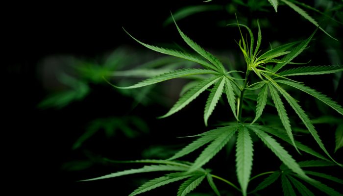 maconha-freepik