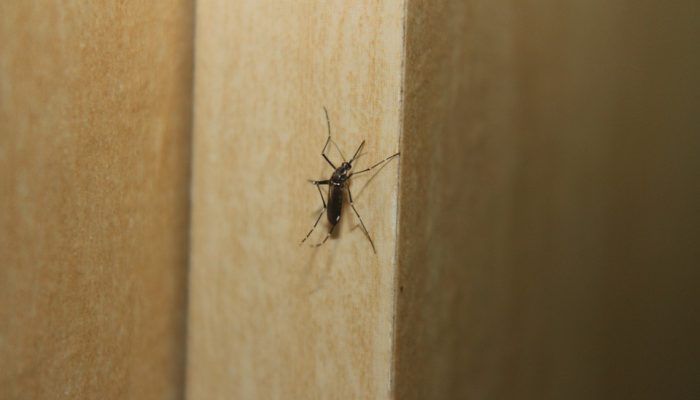 mosquito-347201_960_720