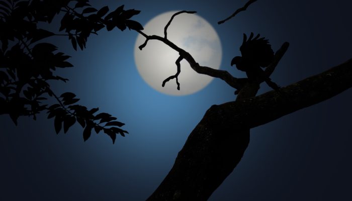 night-1629980_1920