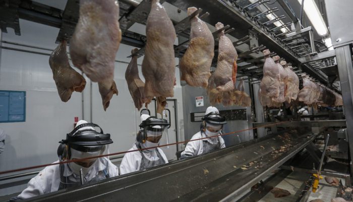 Palotina - 10-10-2020 - Cooperativa C Vale - Industria de Aves e Tilapia  - Foto : Jonathan Campos / AEN