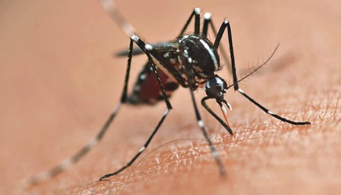 normal_dengue_picada