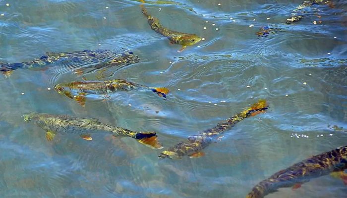 Pesquisa da UEL desenvolve programa inovador para soltura de peixes no Rio Paranapanema - Foto: UEL