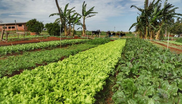 organicos-aen