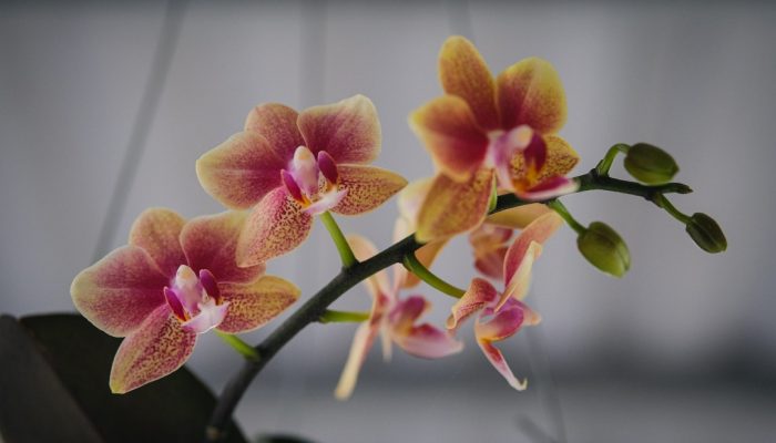 orquidea22_1
