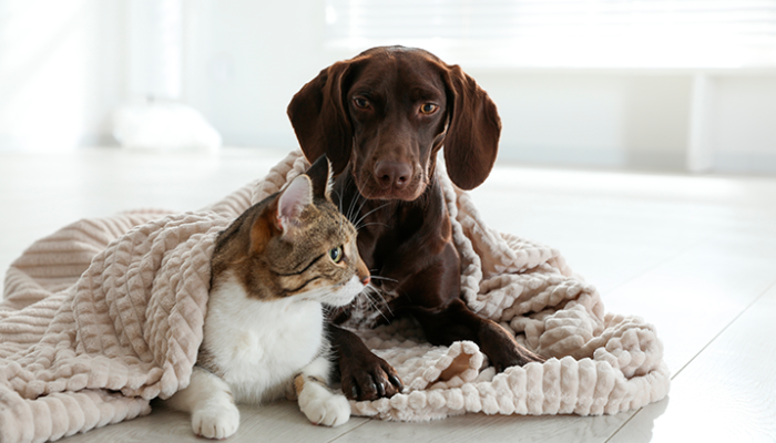 pets - magnific